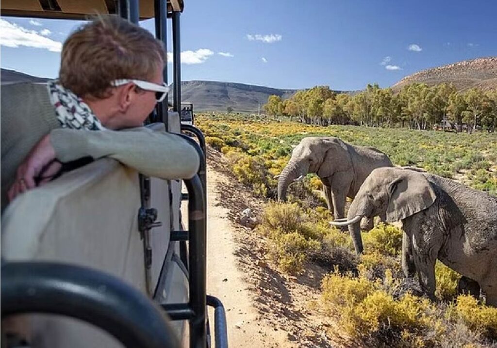 private safari tours capetown